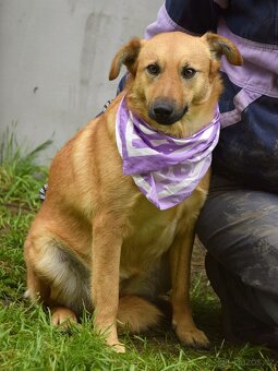 Bernarda – opatrná, citlivá fena, která potřebuje trpělivou - 3