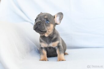 Francouzsky buldocek-ruzne barvy - 3