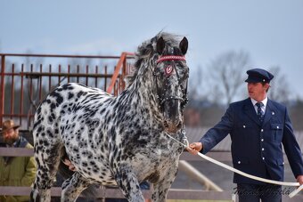 Připouštění Norik - plemeným hřebec 2450 Rapan - 3