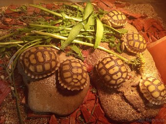 Želva ostruhatá, Geochelone Sulcata mláďata - 3