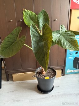 Alocasia macrorrhiza - 1 meter, obrovské listy - 3