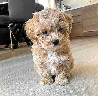 Maltipoo - 3