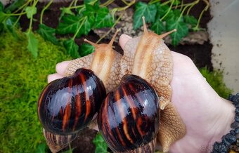 Africký šneci Lissachatina immaculata - 3