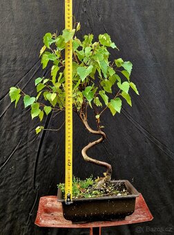 Bonsai, Bonsaj - Briza Belokora 3 - 3