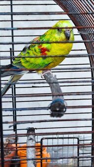 Papoušek zpěvavý - 3