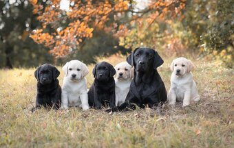Labradorský retrívr s PP - 3