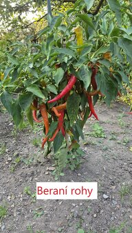 Prodám přebytky sazenic chilli paprik - 3