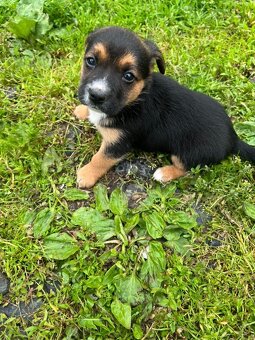 Štěňata 🐶bordel kolie křížená - 3
