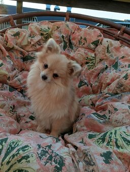 Pomeranian x Čivava - 3