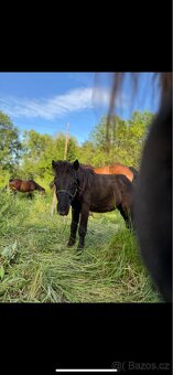 Shetlandský pony - 3