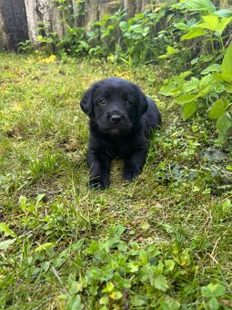 Bernský salašnický X labrador - 3