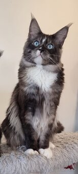 Mainský mývalí kocour modrooký ke krytí - 3