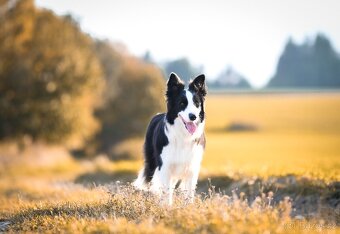 Border kolie štěňátka s PP - 3