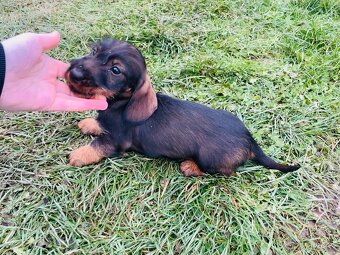 Jezevčík drsnosrstý standard - 3