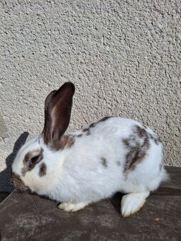 Samice králíka na chov - 3