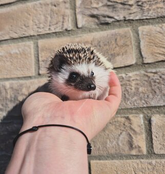 Ježek bělobřichý - 3