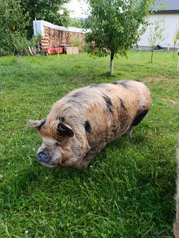 Kune kune - 3