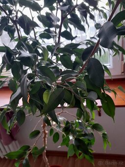 Ficus benjamin - 3