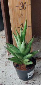 Tchýniny jazyky - Sansevieria - 3