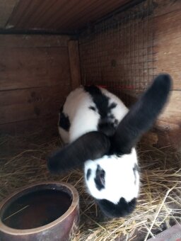 Samice i samci německý obrovitý strakáč a kříženci obrů - 3