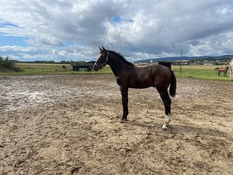 Letošní hřebeček po Christ - 3