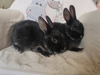 Zakrslý králík (rex x beránek) - 3