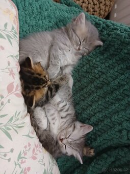 Britská koťátka - 3