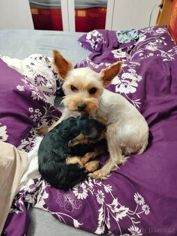 Jorkšírský teriér - 3