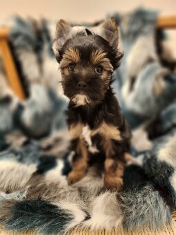 Jorkšírský teriér - 3