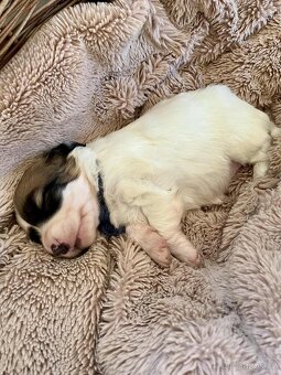 Štěňata kříženec Parson russel teriér - 3