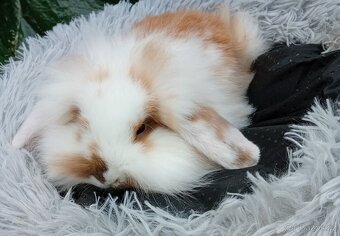 Zakrslý beránek s t.g. D1 - 3