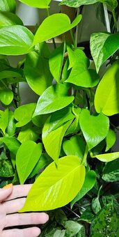 Epipremnum neon - 3