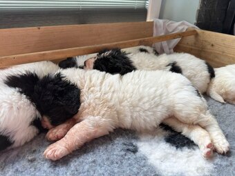 plemene Landseer - 3