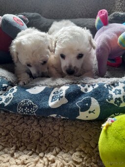 Pudl trpasličí - 3