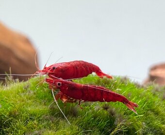 AKCE - Neocaridina bloody mary ktevety - 3