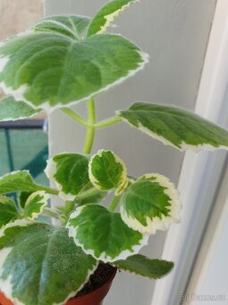 Rymovnik. Tradeskantia elegans. - 3