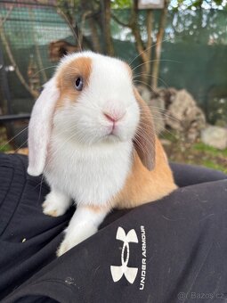 Nádherný sameček mini lop - 3