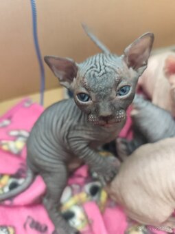 Kanadský Sphynx koťátka - 3
