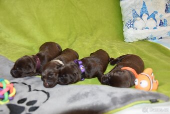 Labrador retriever s PP - 3