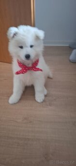 Samojed fenečka - 3