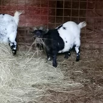 Holandské zakrslé kozy - 3