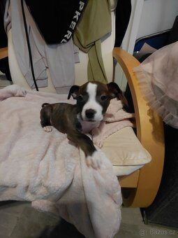 Americky staford - 3