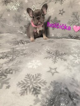 Francouzský buldoček - 3