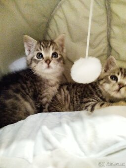 Daruji koťátka - 3