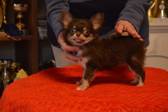 Čivava s PP - dlouhosrstá fenka k odběru - 3