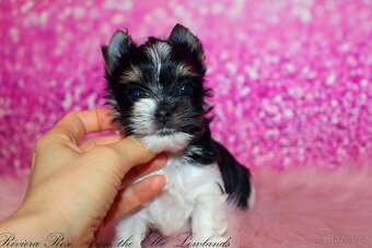 biewer terier s PP jorkšírský Fenka - 3