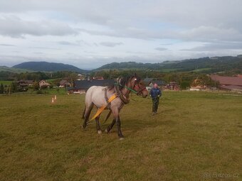 Prodám Slezského Norika - 3