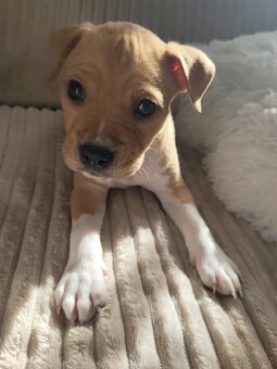 Americký Stafordšírský Teriér - 3