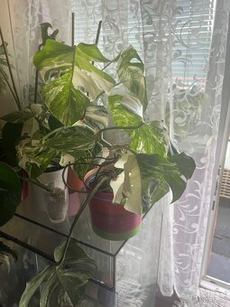 Monstera Albo - 3