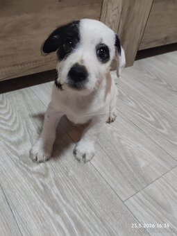 Jack Russell teriér - 3